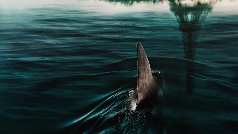 Rekiny w Sekwanie caly film online
